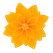 Marigold